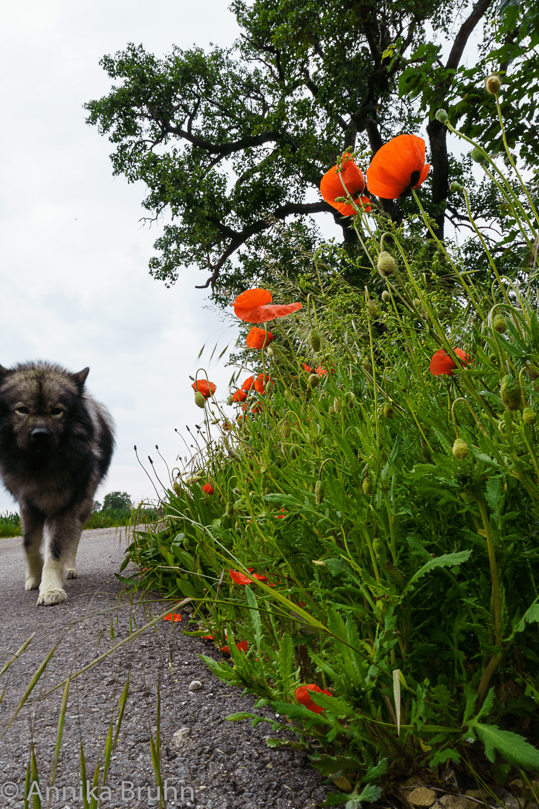 Q und der Mohn